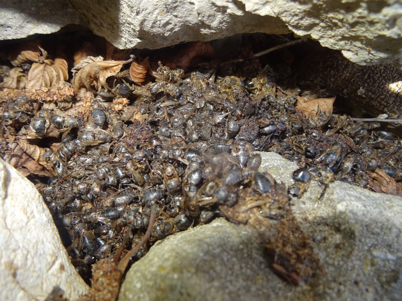 tutte morte (Apis mellifera)..........perch ?